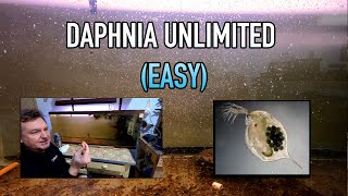 How I Raise Daphnia Water Fleas And You Can Too [upl. by Adalheid]