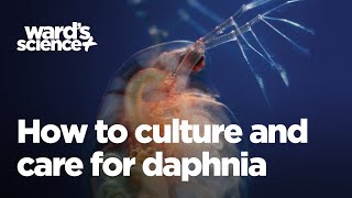 Caring and Culturing for Daphnia [upl. by Robinetta]