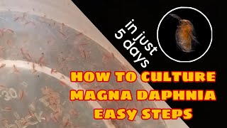 How to Culture Magna Daphnia Easily [upl. by Assiluy919]