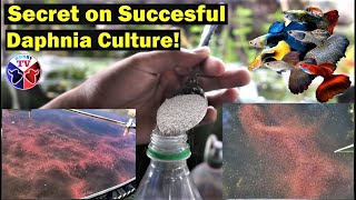 How to Culture Daphnia Successfully [upl. by Elise]