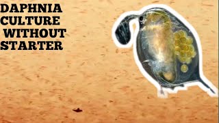 HOW TO CULTURE DAPHNIA NATURALLY WITHOUT A STARTER [upl. by Einoj]