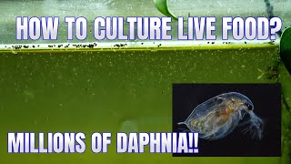 How to Culture Daphnia Secret Method to Breed MILLIONS  Simply Aquatic [upl. by Ammadis]