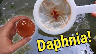 How I Culture Daphnia In Outdoor Tubs [upl. by Powder]