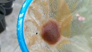 How to culture daphnia moina in a small container Part 1 English Subtitle [upl. by Immanuel668]