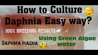 Daphnia MagnaHow to Culture Daphnia Easy wayCulturing Daphnia using Green water Daphnia [upl. by Daisie720]