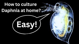 BEST Live Fish Food Beginner guide How to Culture Daphnia at home [upl. by Ahtebat274]