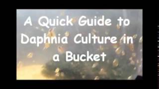 How to culture daphnia outside [upl. by Janel]