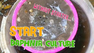 How to culture daphnia moina the easy way 1  Starting the Daphnia culture [upl. by Ellocin]