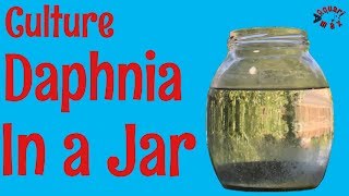 How to Culture Daphnia in a Jar [upl. by Karlan]