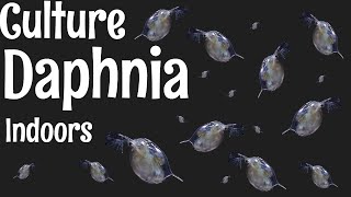 How to Culture Daphnia [upl. by Mamie]