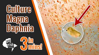 How to culture DAPHNIA MAGNA  The easy way [upl. by Ferguson195]