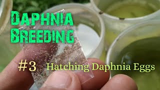 Daphnia Culture made simple and easy 3  Hatching Daphnia eggs [upl. by Raclima]