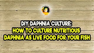 DIY Daphnia Culture How to Culture Nutritious Daphnia as Live Food for Your Fish [upl. by Atsyrhc]