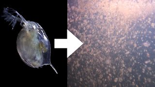 How I Culture Daphnia [upl. by Titus]