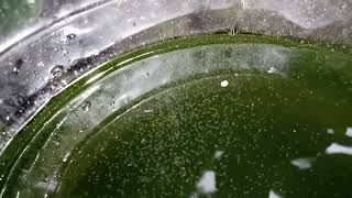 DAPHNIA MOINA CULTURE IN A SMALL BUCKET [upl. by Rimidalv805]