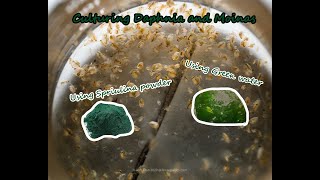 How To Culture Daphnia and Moinas using Green Water Spirulina powder [upl. by Elleinaj]