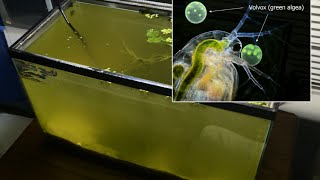 Raising Daphnia for the Freshwater Aquarium [upl. by Yddet]