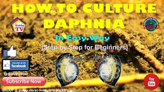 HOW TO CULTURE DAPHNIA In Easy Way [upl. by Can]